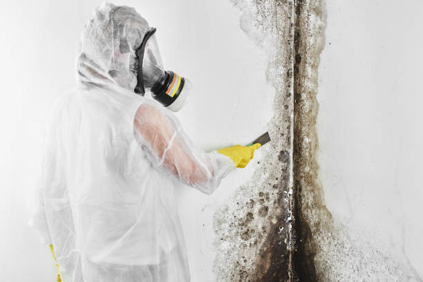 Best Mold Testing and Removal  in Tullahoma, TN