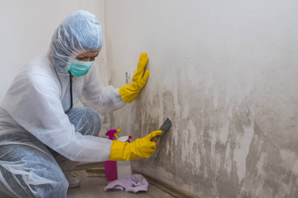 Best Professional Mold Removal  in Tullahoma, TN