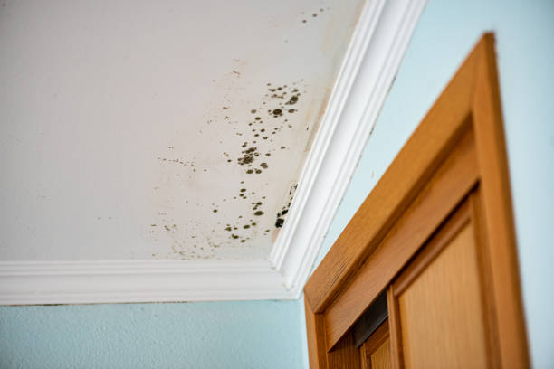 Best Mold Cleaning Services  in Tullahoma, TN