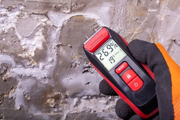 Best Mold Damage Repair  in Tullahoma, TN