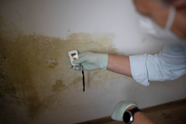 Best Local Mold Removal Service  in Tullahoma, TN