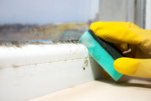 Best Mold Removal and Inspection  in Tullahoma, TN