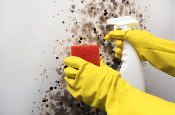 Best Professional Mold Removal  in Tullahoma, TN