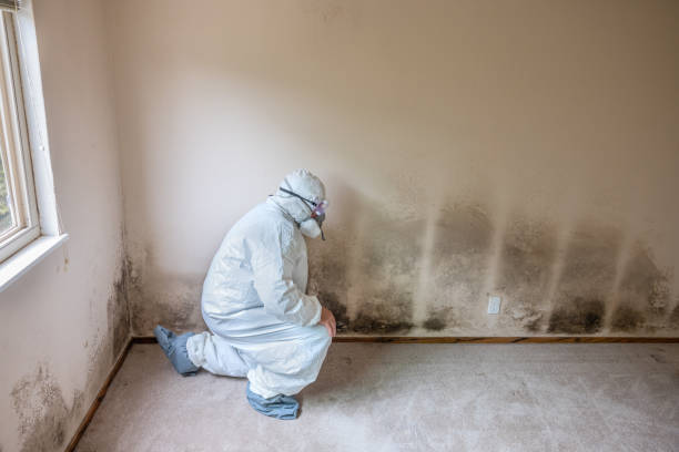 Best Certified Mold Removal  in Tullahoma, TN