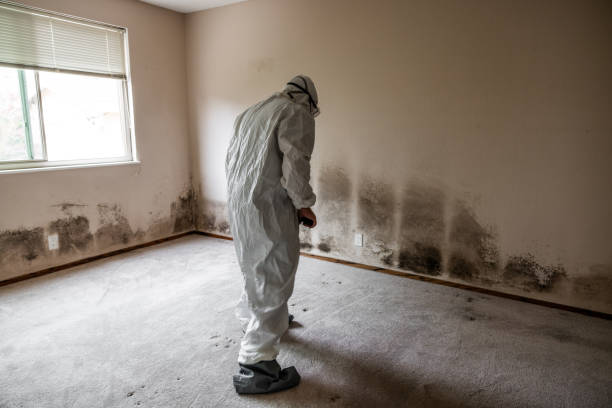 Best Home Mold Removal  in Tullahoma, TN