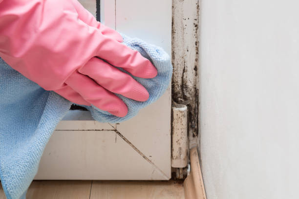 Best Office Mold Removal Services  in Tullahoma, TN