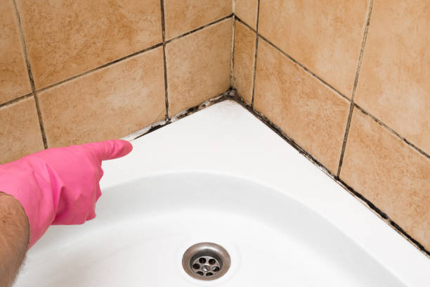 Best Mold Testing and Removal  in Tullahoma, TN